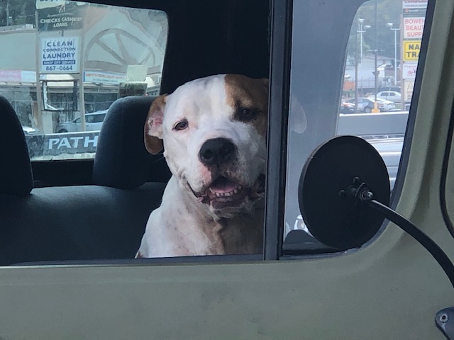 Dog waiting for his dad, sitting in the passenger seat of a truck looking out the window