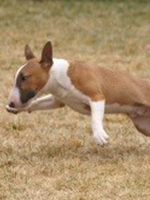 I believe I can fly...mini bull terrier running through grassy field