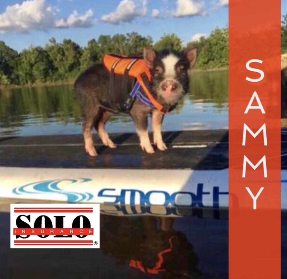 Miniature pig on a kayak in life preserver 
