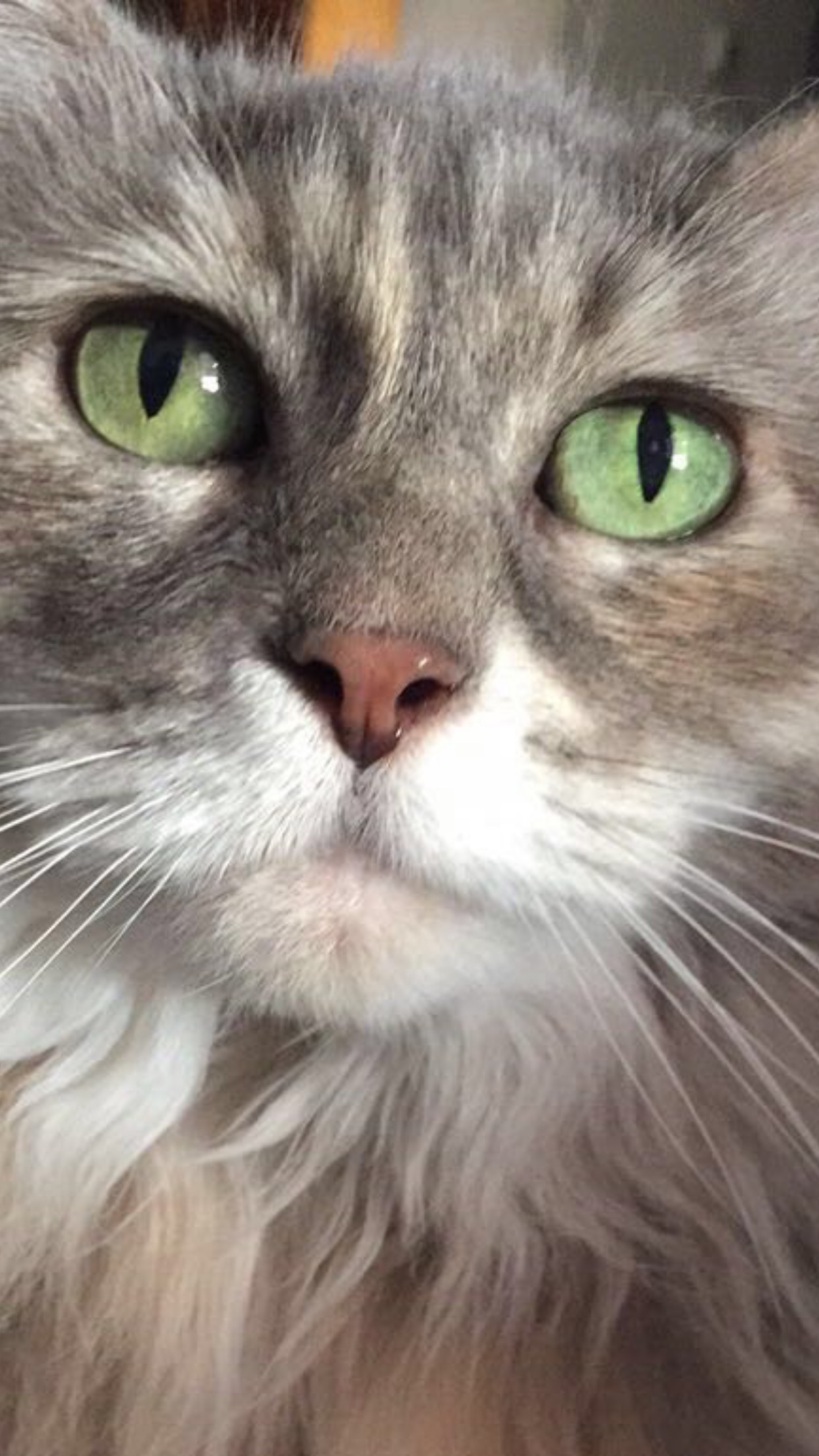 Pretty grey kitty with very green eyes