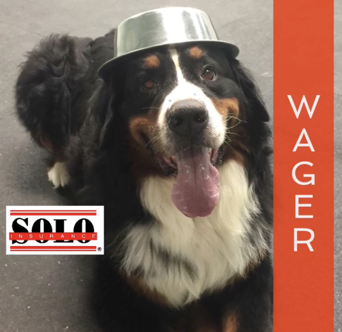 Bernese Mountain Dog wearing his dinner bowl as a hat