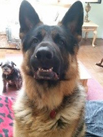 Smiling German Shepherd with little dog in background