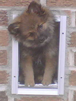 Louis the Pom looking out his dog door