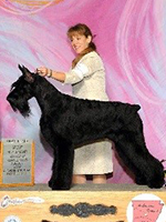 Giant Schnauzer, dog show picutre