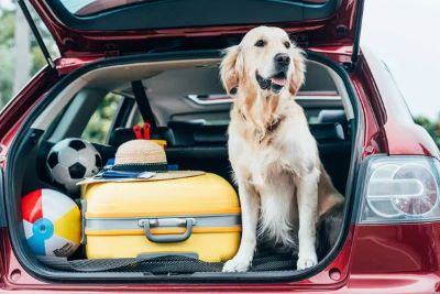 dog sitting in car trunk with luggage